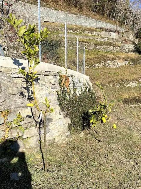 Ca'Gialla Bellinzona Luaran gambar